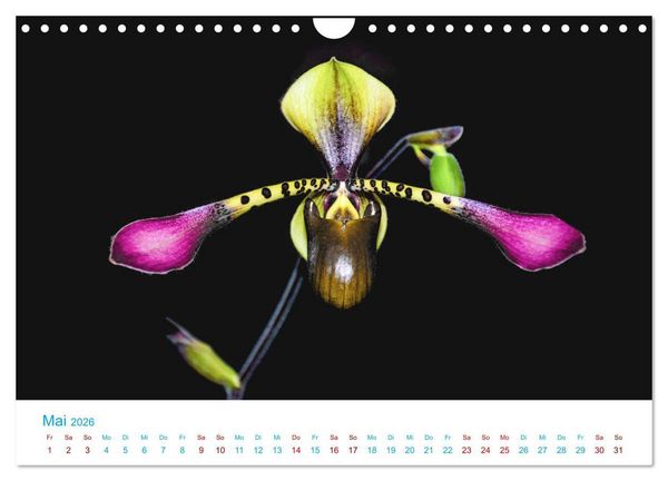 Produktbild: Die K&ouml;nigin der Blumenwelt, die Orchidee (Wandkalender 2026 DIN A4 quer), CALVENDO Monatskalender