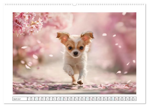 Produktbild: Chihuahua Gl&uuml;cksmomente (Wandkalender 2027 DIN A2 quer), CALVENDO Monatskalender