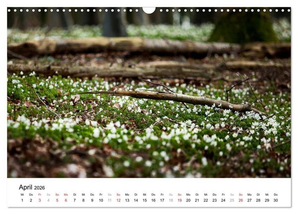 Produktbild: R&uuml;gen (Wandkalender 2026 DIN A3 quer), CALVENDO Monatskalender