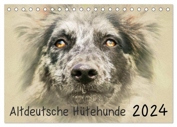 Altdeutsche Hütehunde 2024 (Tischkalender 2024 DIN A5 quer), CALVENDO Monatskalender