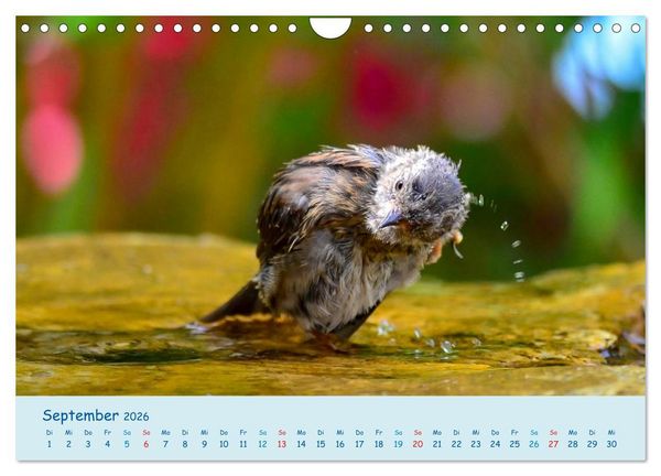 Produktbild: Sommer am Pool - Singv&ouml;gel an der Badestelle (Wandkalender 2026 DIN A4 quer), CALVENDO Monatskalender