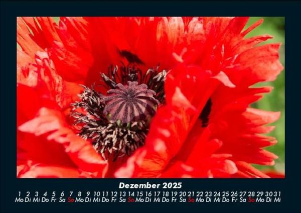 Produktbild: Blumenträume 2025 Fotokalender DIN A5