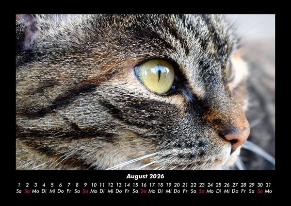 Produktbild: F&uuml;r Katzenfreunde 2026 Fotokalender DIN A3