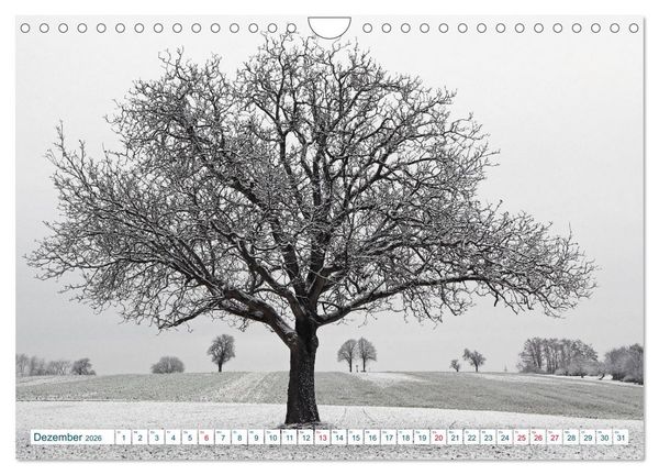 Produktbild: Ein Nussbaum von Januar bis Dezember (Wandkalender 2026 DIN A4 quer), CALVENDO Monatskalender