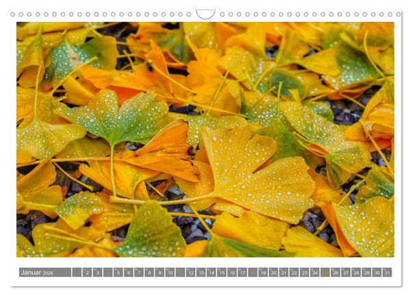 Produktbild: Mit Ginkgo biloba durch das Jahr (Wandkalender 2026 DIN A3 quer), CALVENDO Monatskalender