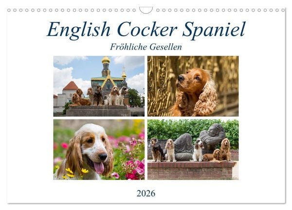 English Cocker Spaniel - Fröhliche Gesellen (Wandkalender 2026 DIN A3 quer), CALVENDO Monatskalender