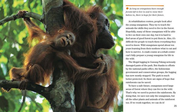 Produktbild: Face to Face with Orangutans