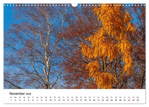 Produktbild: B&auml;ume - Wunder der Natur (Wandkalender 2026 DIN A3 quer), CALVENDO Monatskalender