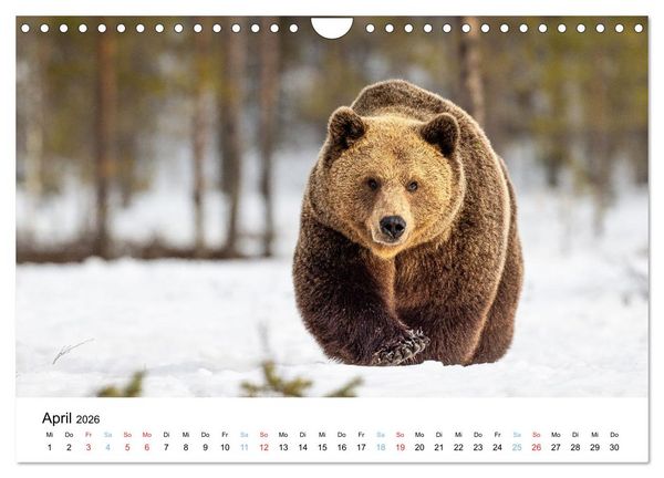 Produktbild: Tierwelt Skandinaviens (Wandkalender 2026 DIN A4 quer), CALVENDO Monatskalender