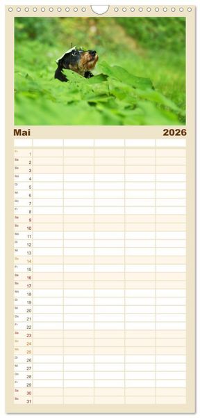Produktbild: Familienplaner 2026 - Die Dackel daggeln.... mit 5 Spalten (Wandkalender, 21 x 45 cm) CALVENDO