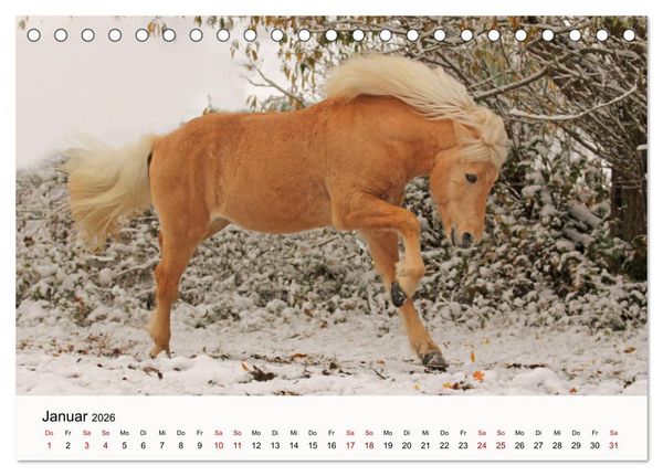 Produktbild: Isl&auml;nder - icelandic horses (Tischkalender 2026 DIN A5 quer), CALVENDO Monatskalender