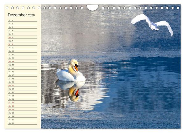 Produktbild: Wir sind die Stars am Wasser (Wandkalender 2026 DIN A4 quer), CALVENDO Monatskalender