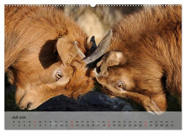 Produktbild: Ziegen. Kluge Freigeister (hochwertiger Premium Wandkalender 2026 DIN A2 quer), Kunstdruck in Hochglanz