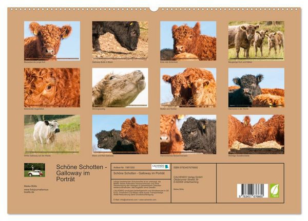 Produktbild: Sch&ouml;ne Schotten - Galloway im Portr&auml;t (hochwertiger Premium Wandkalender 2026 DIN A2 quer), Kunstdruck in Hochglanz