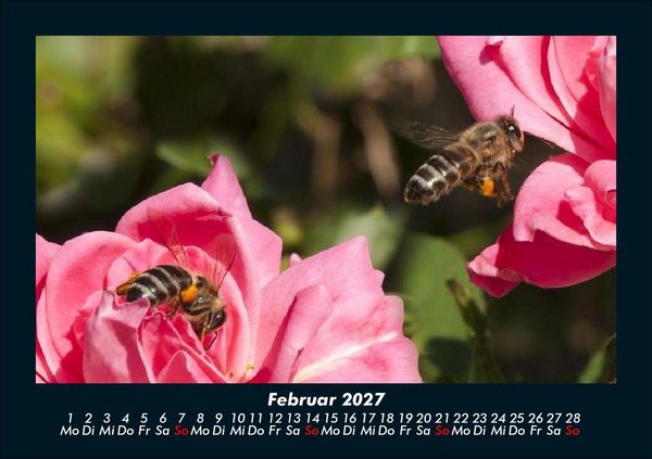 Produktbild: Bienen 2027 Fotokalender DIN A5