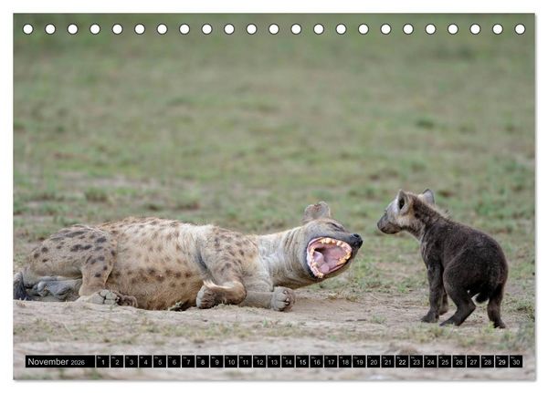 Produktbild: Magie des Augenblicks - Tierkinder - klein, aber wild (Tischkalender 2026 DIN A5 quer), CALVENDO Monatskalender