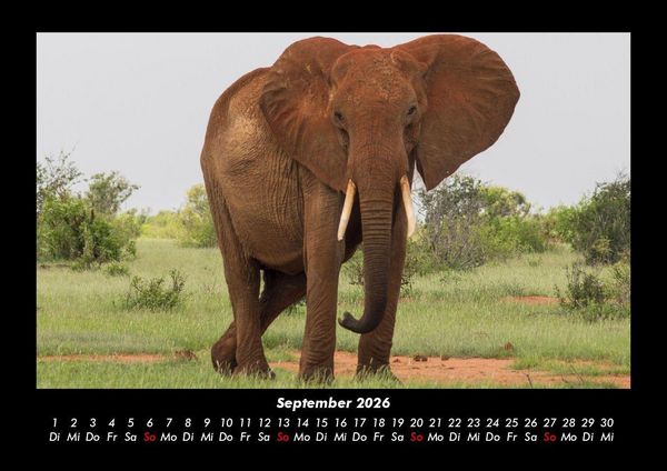 Produktbild: Elefanten - Die sanften Riesen Afrikas 2026 Fotokalender DIN A3