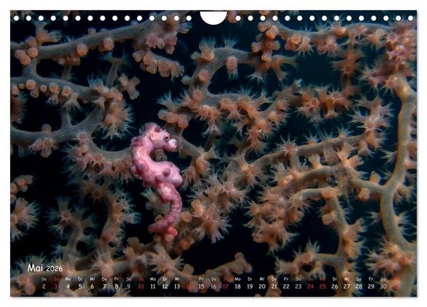 Produktbild: Hippocampus oder einfach nur Seepferdchen (Wandkalender 2026 DIN A4 quer), CALVENDO Monatskalender