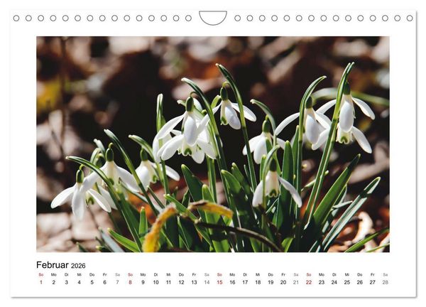 Produktbild: Mein Sehnsuchtsort, der Garten (Wandkalender 2026 DIN A4 quer), CALVENDO Monatskalender
