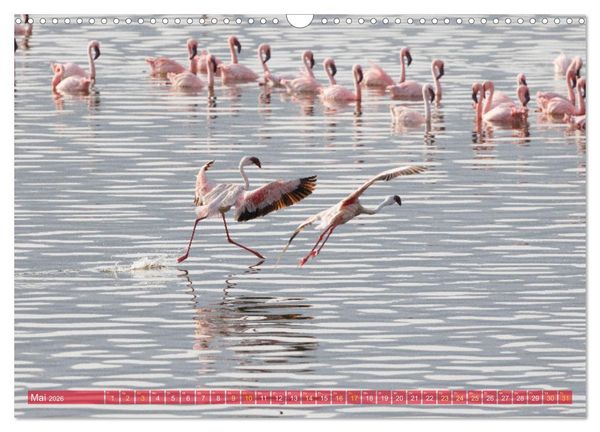 Produktbild: Flamingos am Lake Bogoria - Kenia (Wandkalender 2026 DIN A3 quer), CALVENDO Monatskalender
