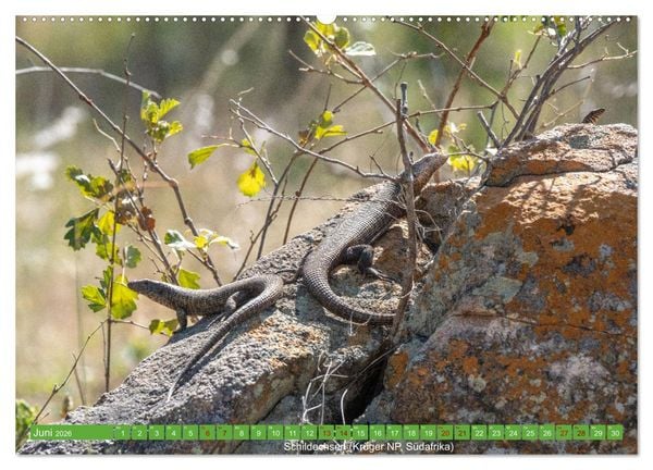Produktbild: Reptilien wild und sch&ouml;n (Wandkalender 2026 DIN A2 quer), CALVENDO Monatskalender