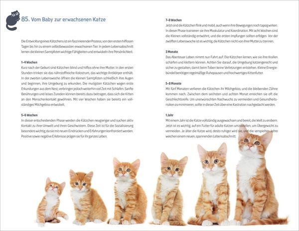 Produktbild: 101 Dinge, die man wissen muss, wenn ein Katzenbaby einzieht