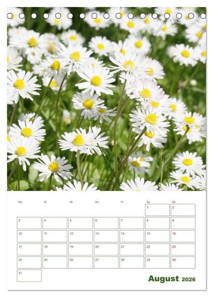 Produktbild: Wei&szlig;e Bl&uuml;ten im Gr&uuml;nen (Tischkalender 2026 DIN A5 hoch), CALVENDO Monatskalender