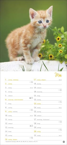 Produktbild: Katzen slim - Auf sanften Pfoten Kalender 2027