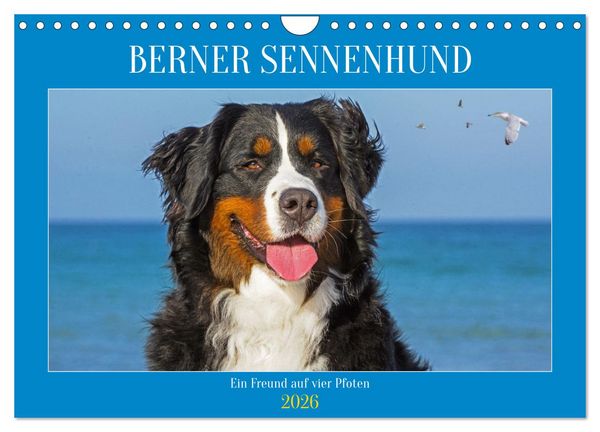 Berner Sennenhund - Ein Freund auf vier Pfoten (Wandkalender 2026 DIN A4 quer), CALVENDO Monatskalender