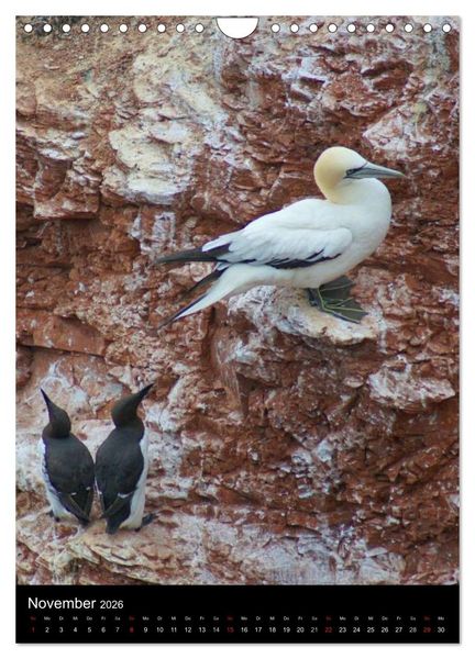 Produktbild: Helgoland in der Nordsee (Wandkalender 2026 DIN A4 hoch), CALVENDO Monatskalender