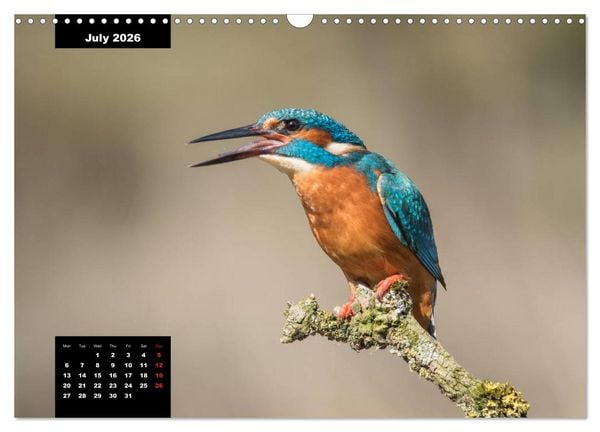 Produktbild: Beautiful birds THE KINGFISHER (Wall Calendar 2026 DIN A3 landscape), CALVENDO 12 Month Wall Calendar