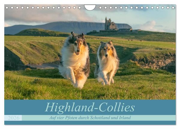 Produktbild: Highland-Collies - Auf vier Pfoten durch Schottland und Irland (Wandkalender 2026 DIN A4 quer), CALVENDO Monatskalender