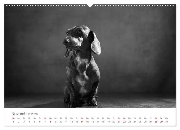 Produktbild: Hundeportraits Fine Art (hochwertiger Premium Wandkalender 2026 DIN A2 quer), Kunstdruck in Hochglanz