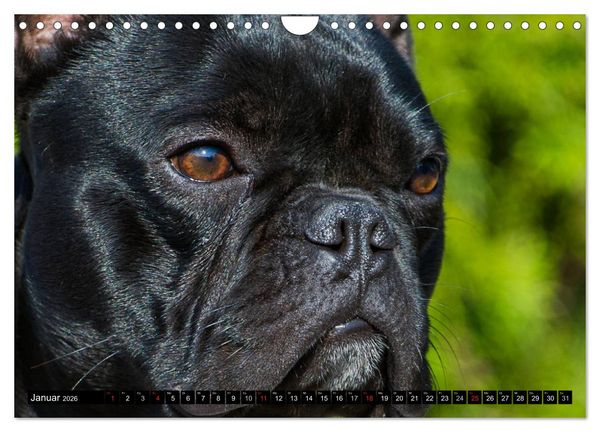 Produktbild: Franz&ouml;sische Bulldogge - Clown auf 4 Pfoten (Wandkalender 2026 DIN A4 quer), CALVENDO Monatskalender