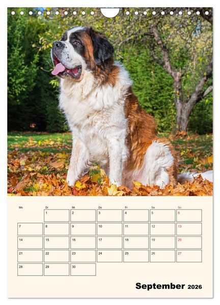 Produktbild: Bernhardiner - Mit dem St. Bernhardshund durch das Jahr (Wandkalender 2026 DIN A4 hoch), CALVENDO Monatskalender