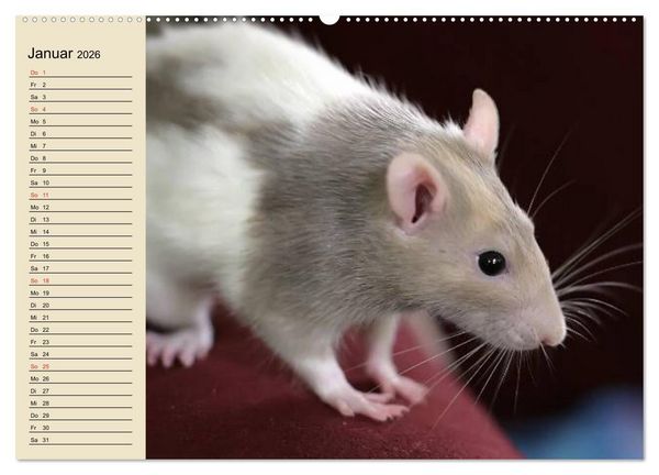 Produktbild: Ratten. Gelehrige Haustiere (Wandkalender 2026 DIN A2 quer), CALVENDO Monatskalender