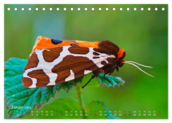 Produktbild: Tierische Untermieter (Tischkalender 2026 DIN A5 quer), CALVENDO Monatskalender
