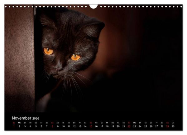 Produktbild: Schokoladige Britisch Kurzhaar Katzen (Wandkalender 2026 DIN A3 quer), CALVENDO Monatskalender