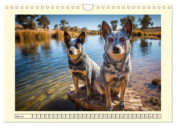 Produktbild: Australian Cattle Dogs. Echte Cowboys und Helden der Farm (Wandkalender 2026 DIN A4 quer), CALVENDO Monatskalender