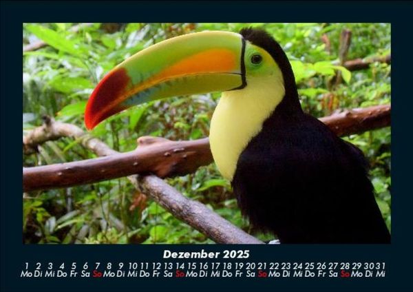 Produktbild: Tierkalender 2025 Fotokalender DIN A5