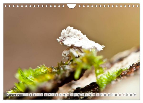 Produktbild: INSEKTEN GANZ NAHE (Wandkalender 2026 DIN A4 quer), CALVENDO Monatskalender