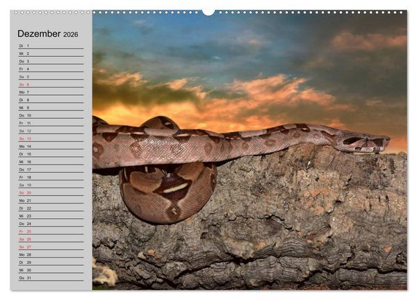 Produktbild: Kaltes Blut. Faszination Reptilien (hochwertiger Premium Wandkalender 2026 DIN A2 quer), Kunstdruck in Hochglanz