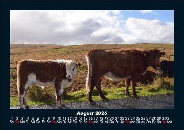 Produktbild: Kuhkalender 2026 Fotokalender DIN A5