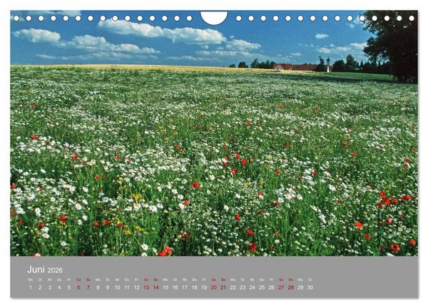 Produktbild: Hallertau (Wandkalender 2026 DIN A4 quer), CALVENDO Monatskalender