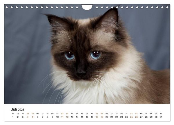 Produktbild: Ragdolls (Wandkalender 2026 DIN A4 quer), CALVENDO Monatskalender