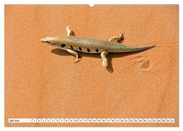 Produktbild: Die SAHARA in Marokko, Faszinierende W&uuml;stenregionen (Wandkalender 2026 DIN A2 quer), CALVENDO Monatskalender