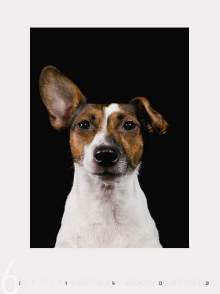 Produktbild: Dogs 2013 - Ruth Marcus