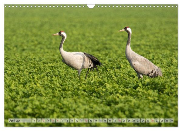 Produktbild: Kraniche auf dem Weg nach S&uuml;den (Wandkalender 2026 DIN A3 quer), CALVENDO Monatskalender