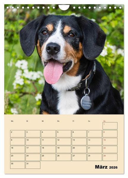 Produktbild: Jahresplaner Entlebucher Sennenhund (Wandkalender 2026 DIN A4 hoch), CALVENDO Monatskalender