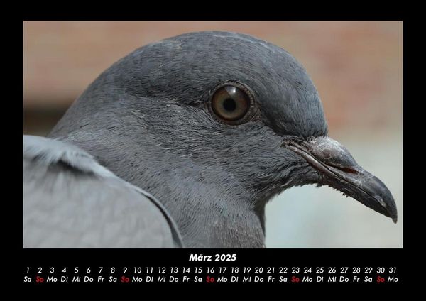 Produktbild: Welt der V&ouml;gel 2025 Fotokalender DIN A3